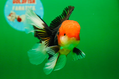 [SINGLE] Tricolor Oranda Male 4.5-5 inches #082225SO_02