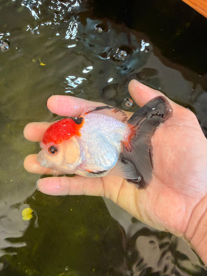 [SINGLE] Tricolor Oranda Female 4-4.5 inches #041026SO_06