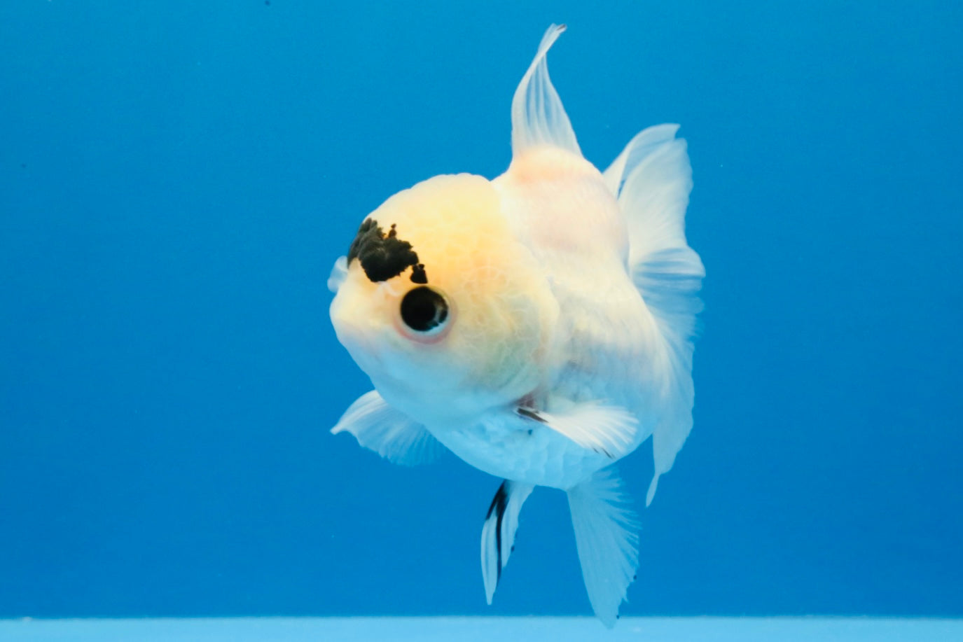 [SINGLE] Panda Button Eyes Oranda Female 4-4.5 inches #031326SO_03