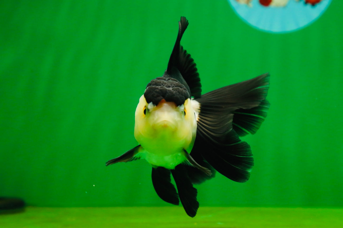 [SINGLE] Panda Oranda Female 4.5 inches #080825SO_05