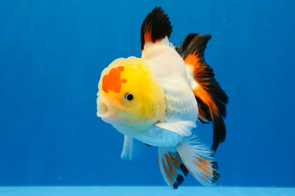 [SINGLE] Tricolor Oranda Male 4.5 inches #022726SO_10