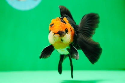 [SINGLE] Tricolor Oranda Male 4.5 inches #090525SO_03