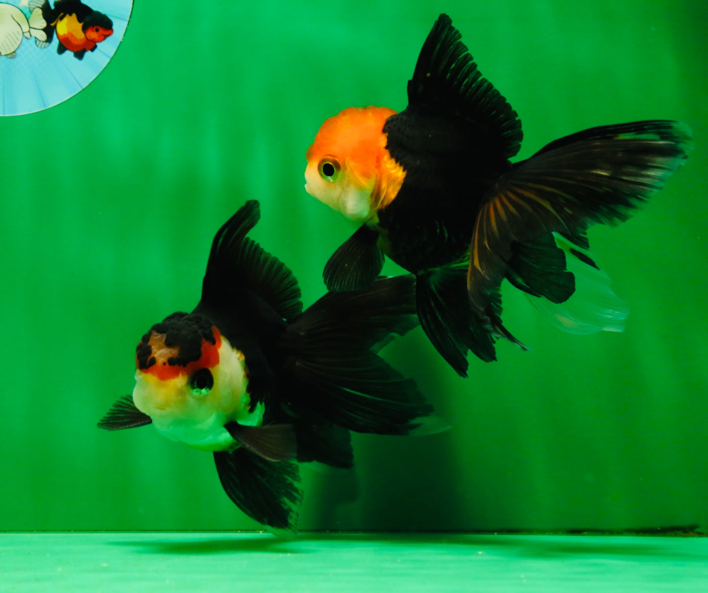 [COUPLE] Tricolor Oranda Male & Female 4-4.5 inches #101025CO_01