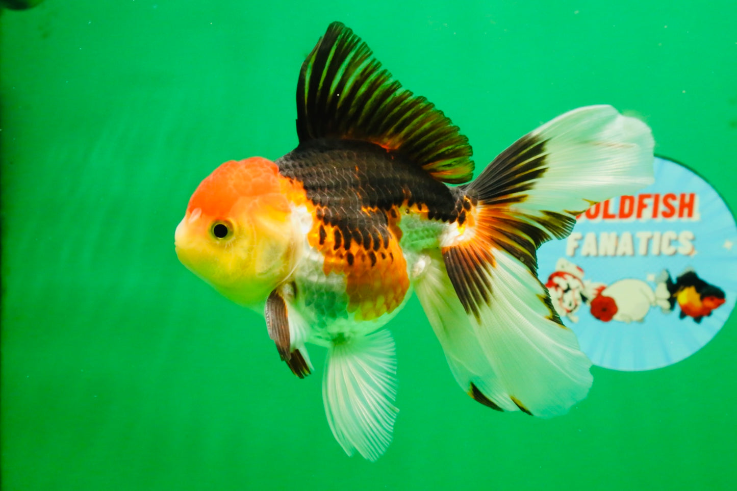 [SINGLE] Tricolor Male 5 inches #103125SO_05