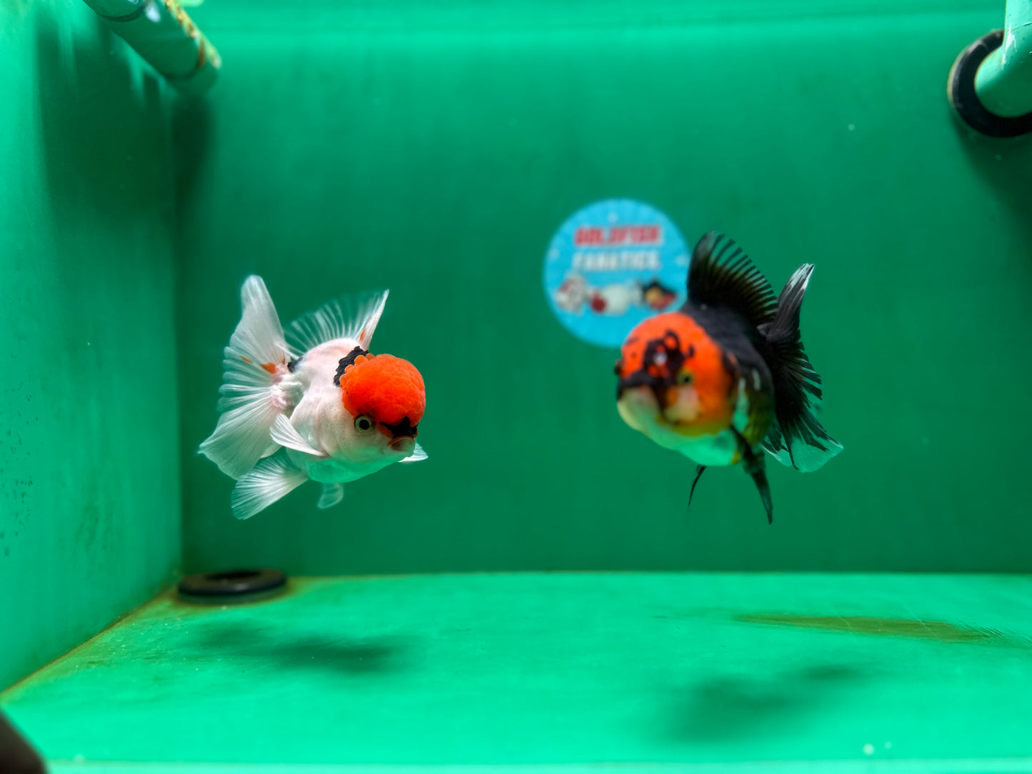 [COUPLE] Red Head Male & Tricolor Female Oranda 4.5 inches #051625CO_10