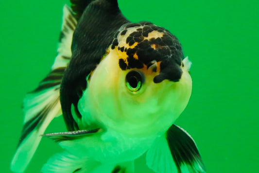 [SINGLE] Panda Oranda Male 4-4.5 inches #013125SO_26