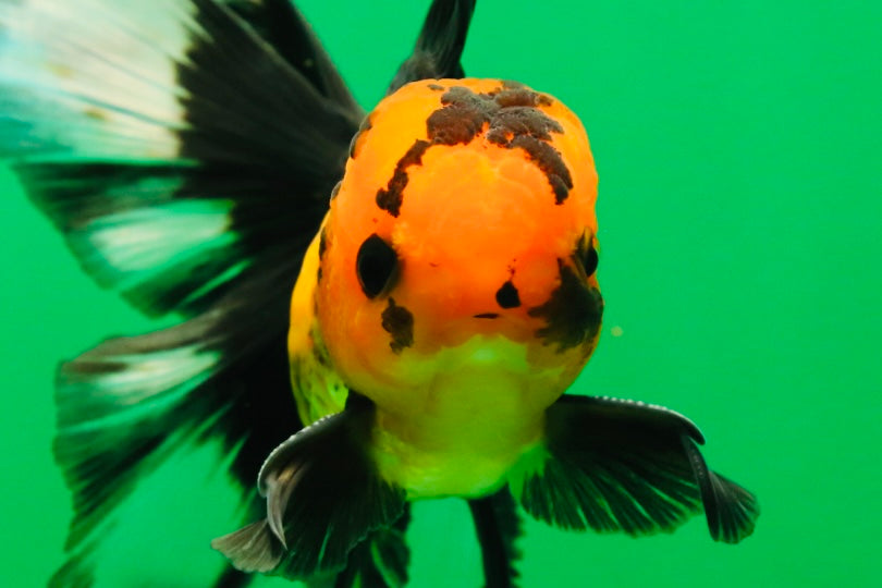 [SINGLE] Apache Button Eyes Male Oranda 4.5 inches #080125SO_04