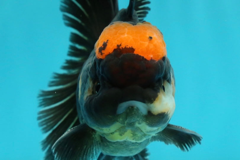 [SINGLE] Red Tancho Tricolor Oranda Male 4-4.5 inches #112924SO_11