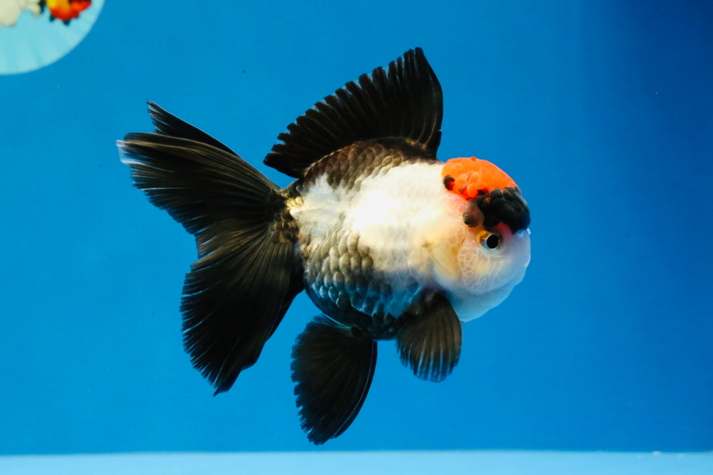 [SINGLE] Tricolor Oranda Female 4-4.5 inches #031326SO_01