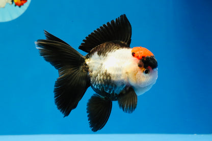 [SINGLE] Tricolor Oranda Female 4-4.5 inches #031326SO_01