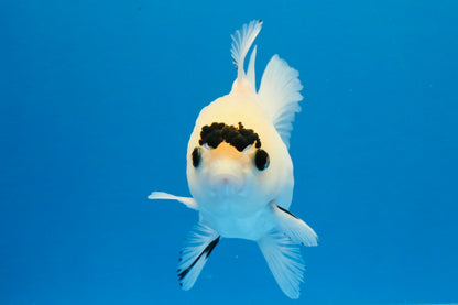 [SINGLE] Panda Button Eyes Oranda Female 4-4.5 inches #031326SO_03