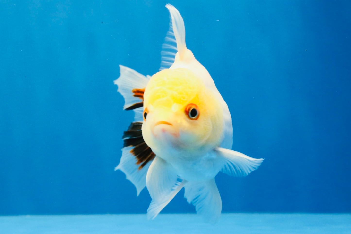 [SINGLE] Tricolor Oranda Male 4.5 inches #031326SO_09