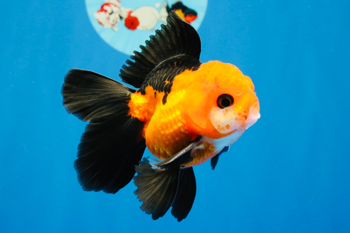 [SINGLE] Apache Oranda Male 4 inches #022726SO_08