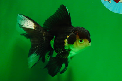 [SINGLE] Panda Male Oranda 4.5-5 inches #080125SO_07