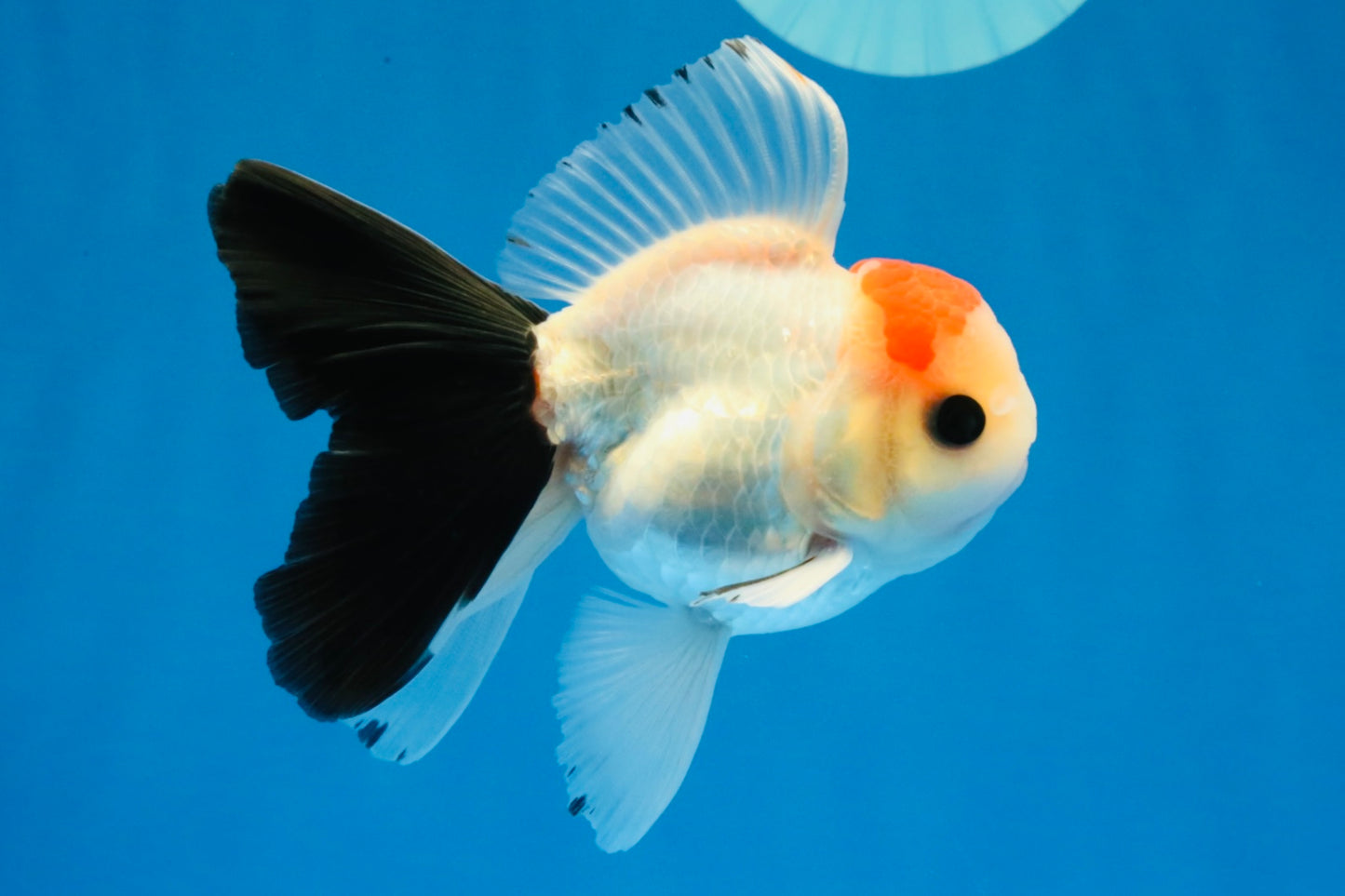[SINGLE] Tricolor Button Eyes Oranda Male 4-4.5 inches #030626SO_04