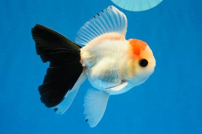 [SINGLE] Tricolor Button Eyes Oranda Male 4-4.5 inches #030626SO_04
