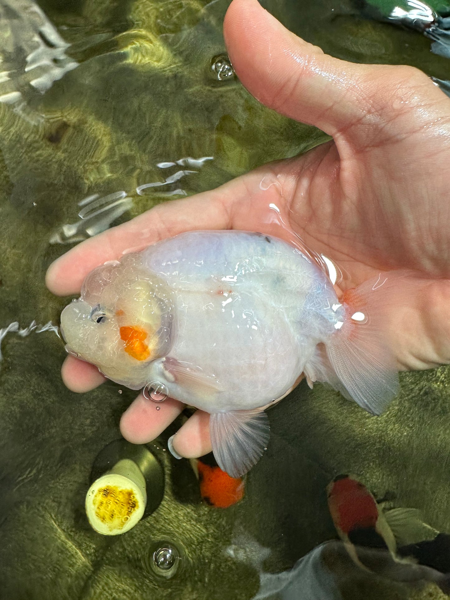 [SINGLE] White Sakura Lionchu Male 4.5 inches #070425SL_07