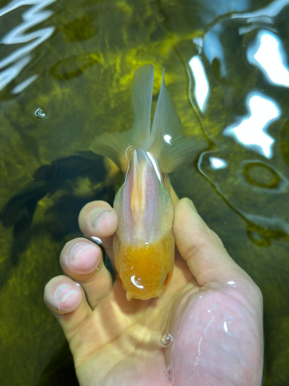 [SINGLE] Lemonhead Oranda Male 4-4.5 inches #112924SO_09