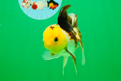 [SINGLE] Tricolor Male 4-4.5 inches #103125SO_03