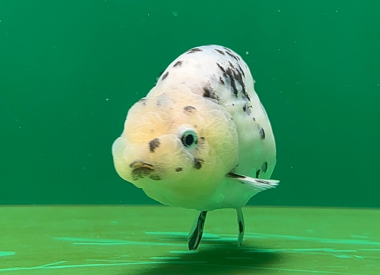[SINGLE] Pepper Lionchu Female 4.5 inches #062725SL_03