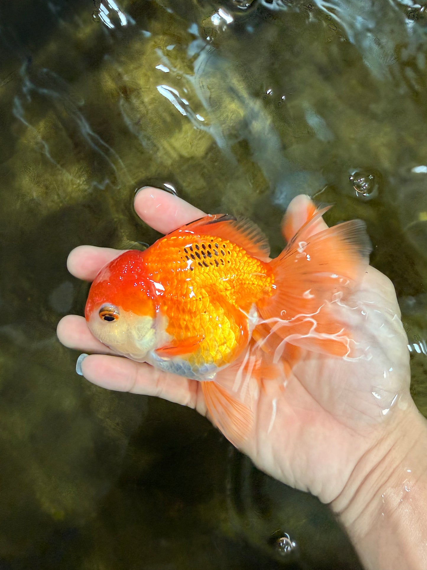 [SINGLE] Orange Female 4.5 inches #103125SO_04