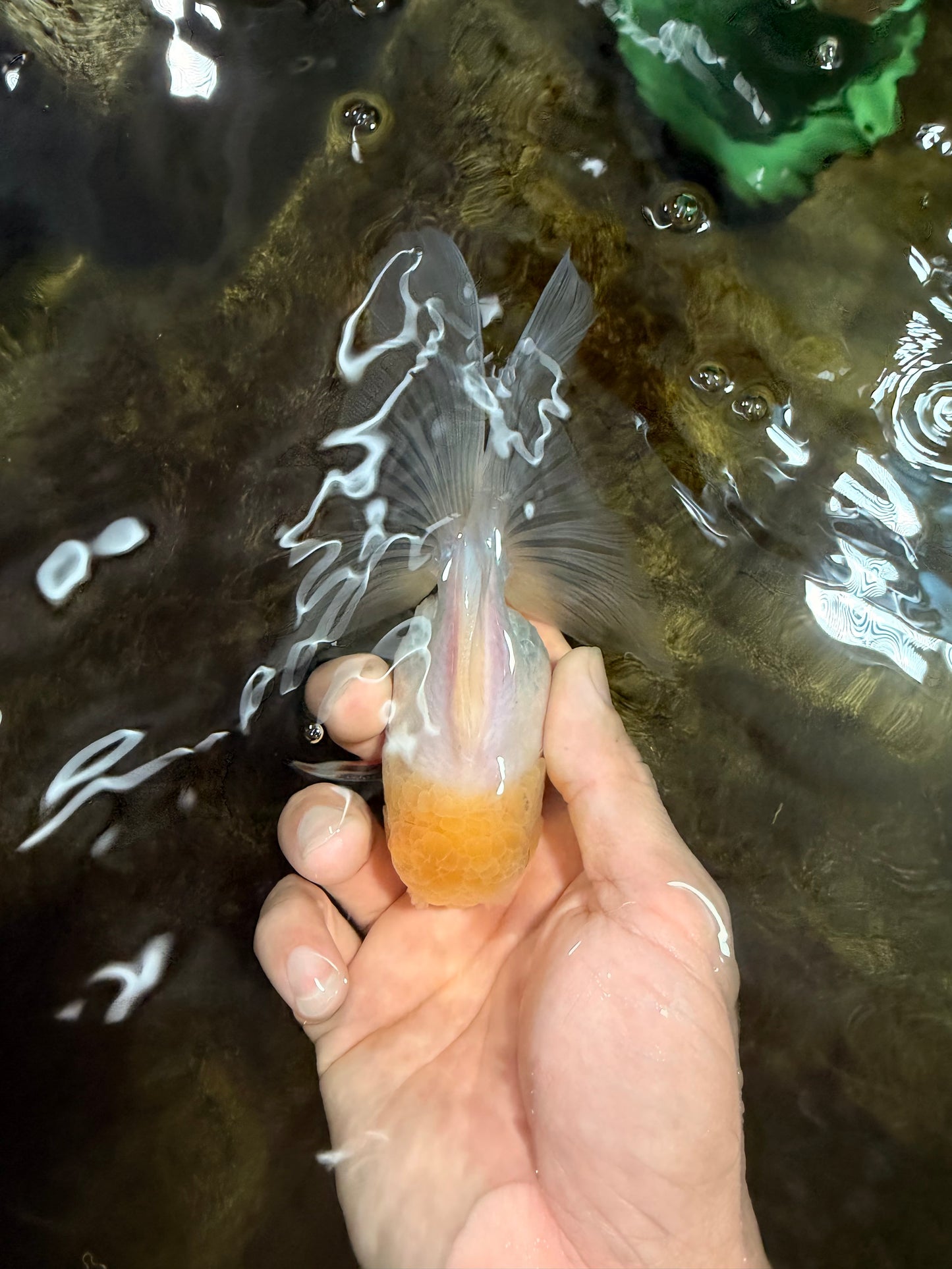 [SINGLE] White Male 5 inches #101725SO_04