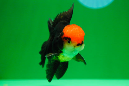 [SINGLE] Panda Oranda Male 4.5 inches #090525SO_06