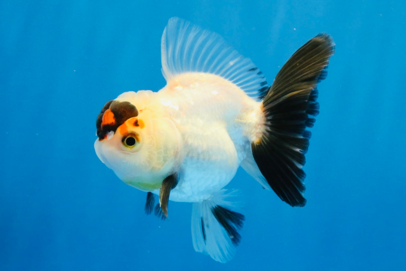 [SINGLE] Tricolor Oranda Male 4 inches #032026SO_04