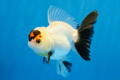 [SINGLE] Tricolor Oranda Male 4 inches #032026SO_04