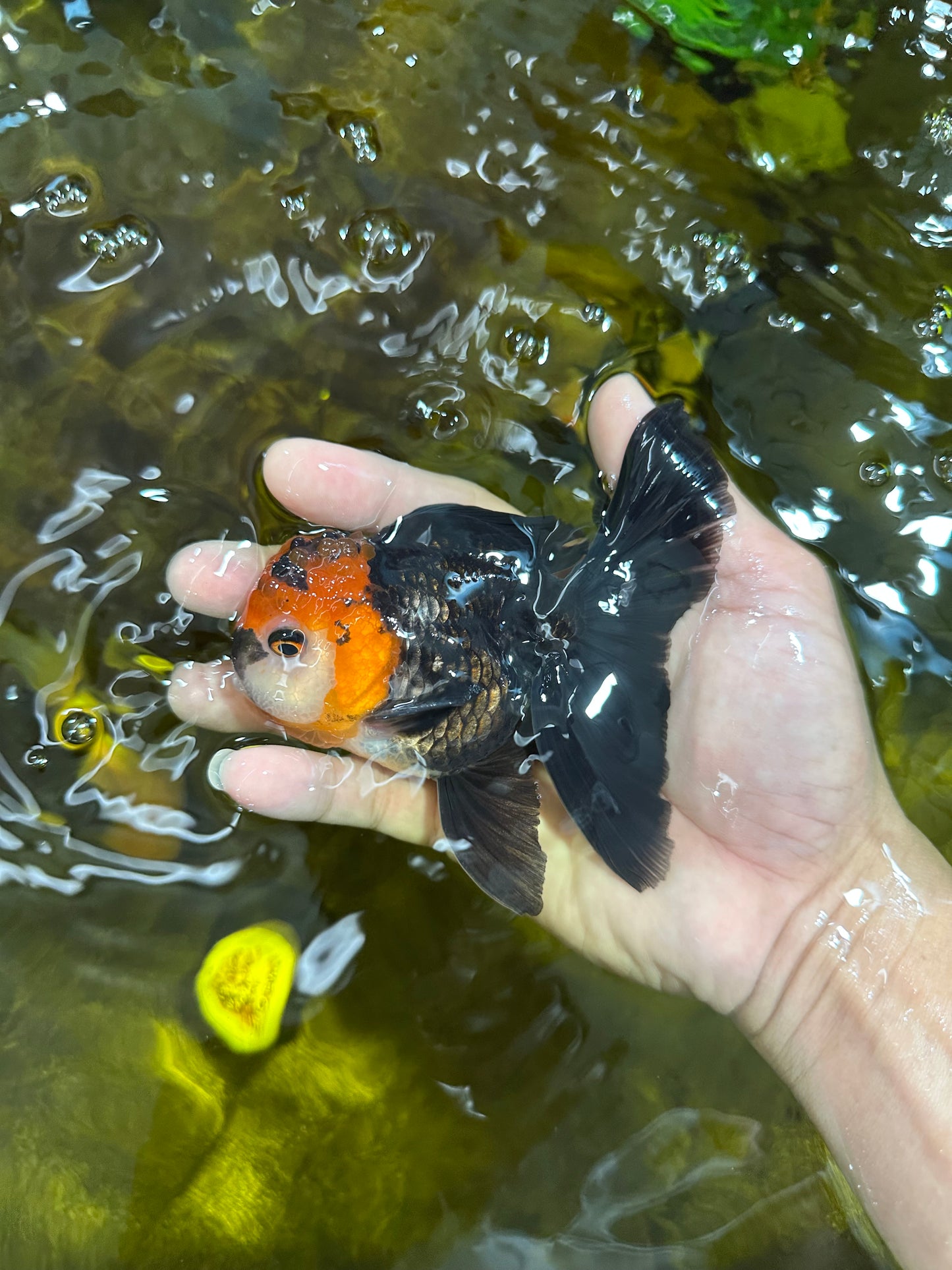 [SINGLE] Tricolor Oranda Male 4.5 inches #090525SO_03