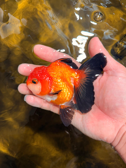 [SINGLE] Apache Oranda Female 4-4.5 inches #030626SO_08
