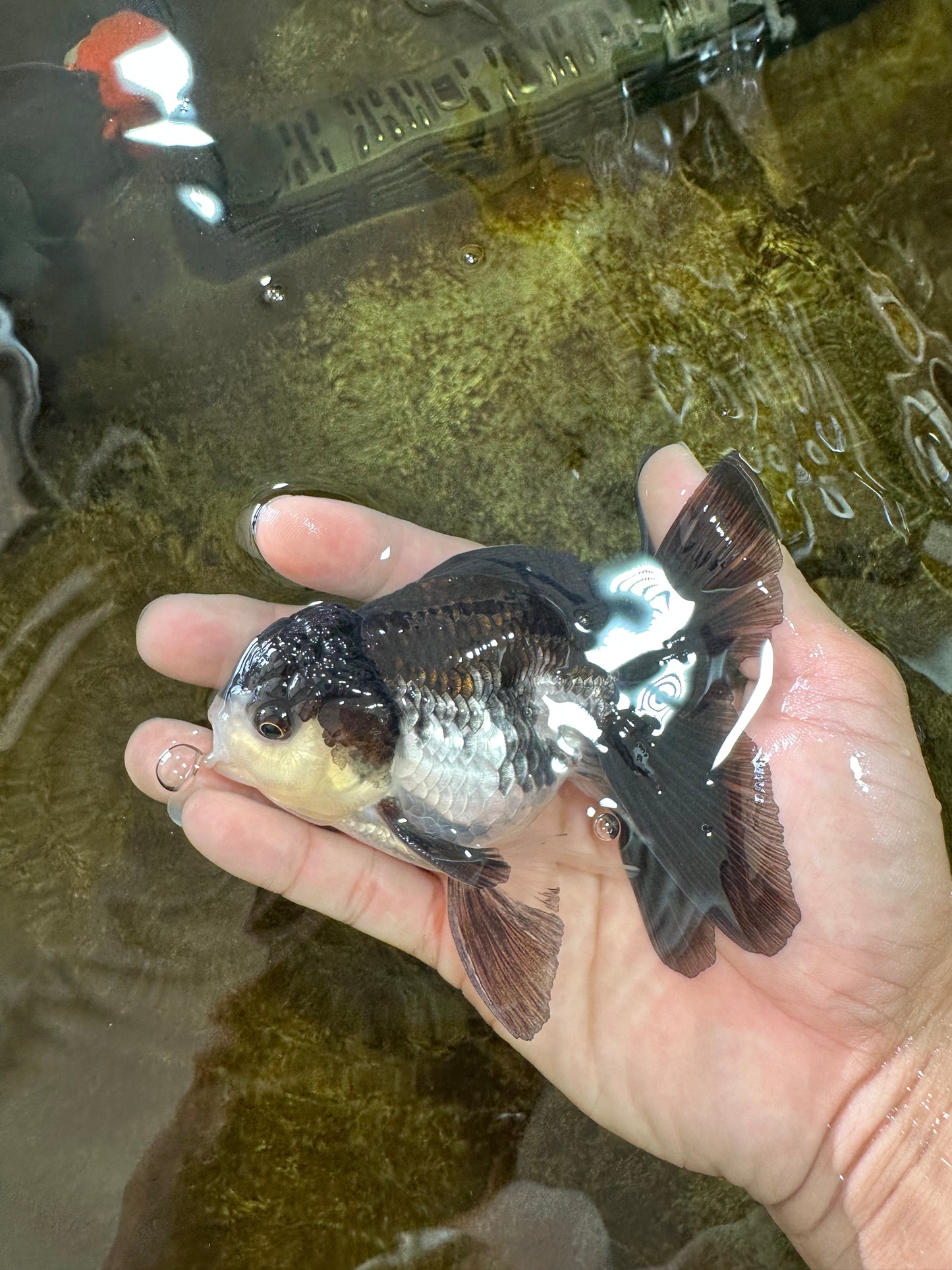 [SINGLE] Panda Oranda Male 4.5 inches #080825SO_10