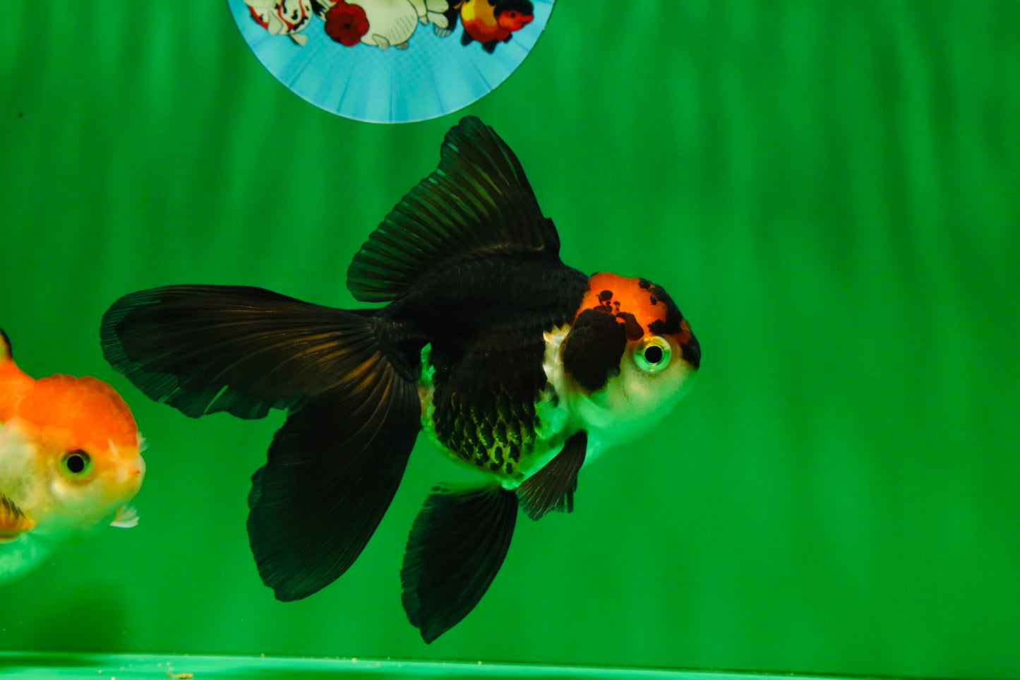 [COUPLE] Red White Male & Tricolor Female Oranda 4-4.5 inches #101025CO_08