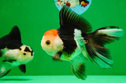 [COUPLE] Tricolor Male & Panda Female Oranda 4.5 inches #101025CO_02