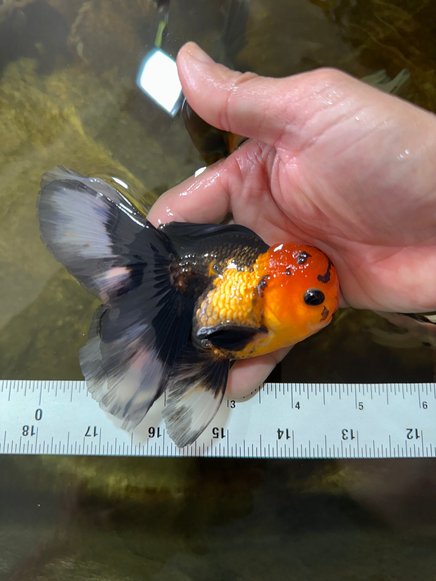 [SINGLE] Apache Button Eyes Male Oranda 4.5 inches #080125SO_04