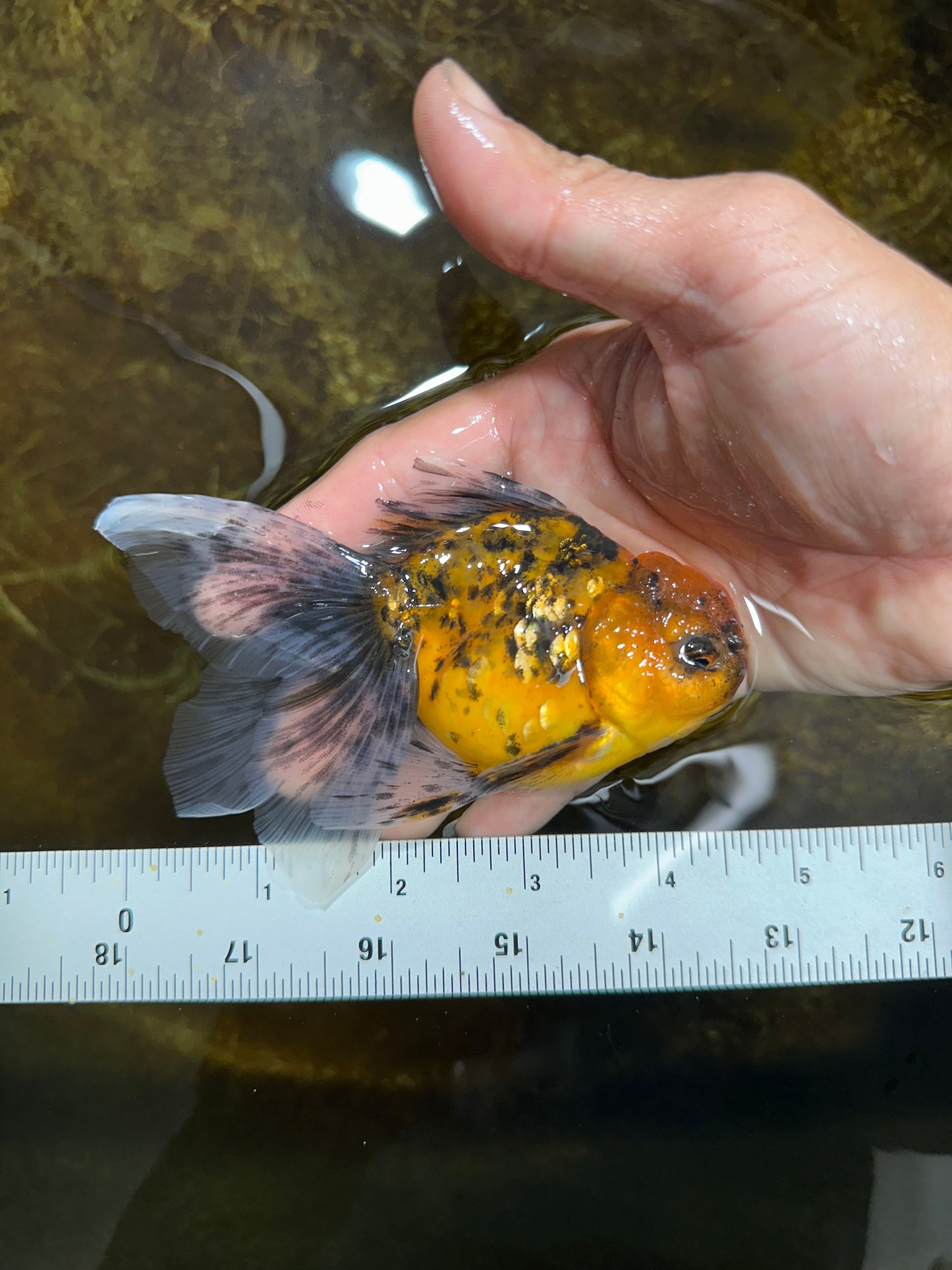 [SINGLE] Tiger Oranda Male 4.5 inches #082225SO_07