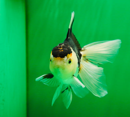 [SINGLE] Panda Oranda Female 4.5 inches #081525SO_11