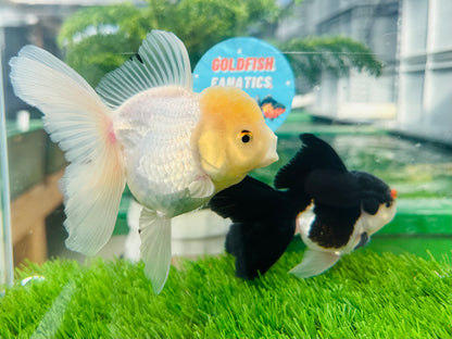 [COUPLE] Panda & Lemonhead Oranda size 4.5 inches #111524CO_05