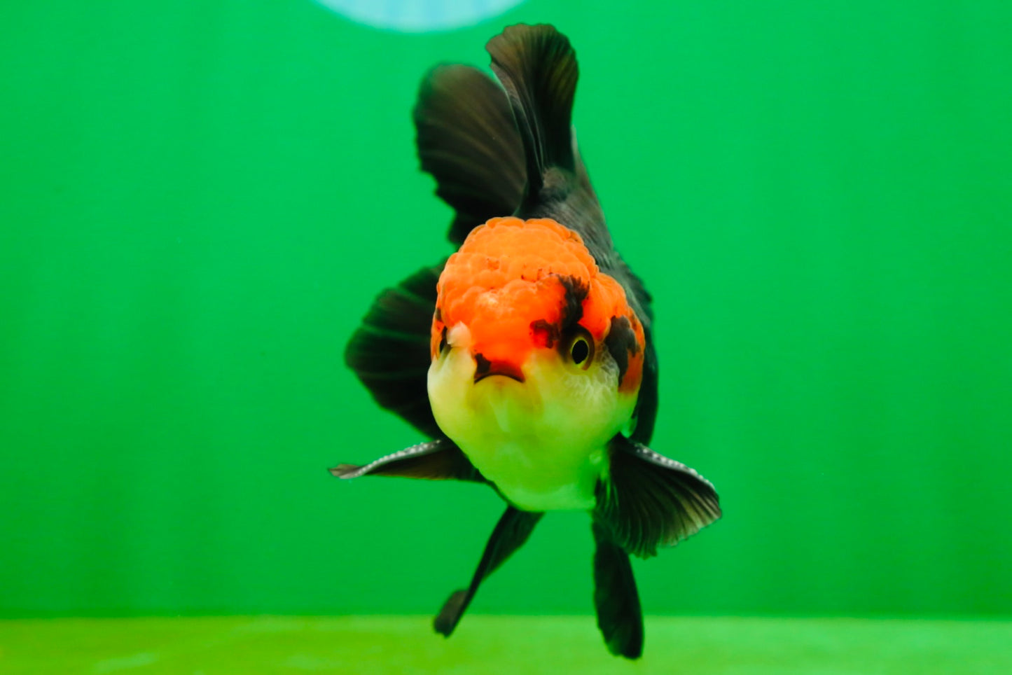 [SINGLE] Tricolor Oranda Male 4-4.5 inches #080825SO_11