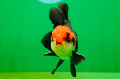 [SINGLE] Tricolor Oranda Male 4-4.5 inches #080825SO_11