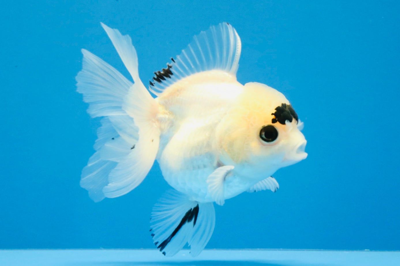 [SINGLE] Panda Button Eyes Oranda Female 4-4.5 inches #031326SO_03