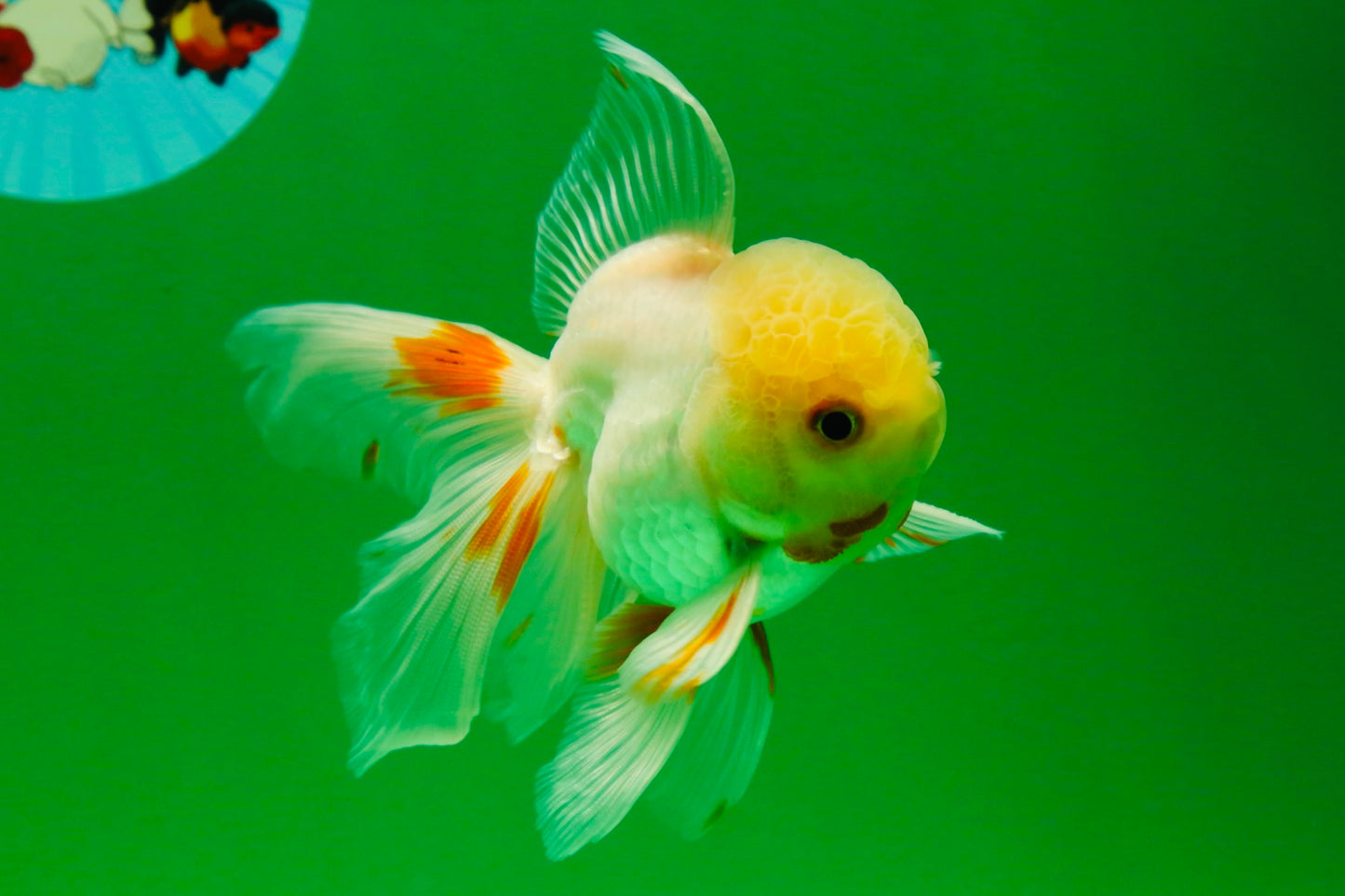 [SINGLE] Fluffy Tail Orange White Oranda Male 4-4.5 inches #041125_08