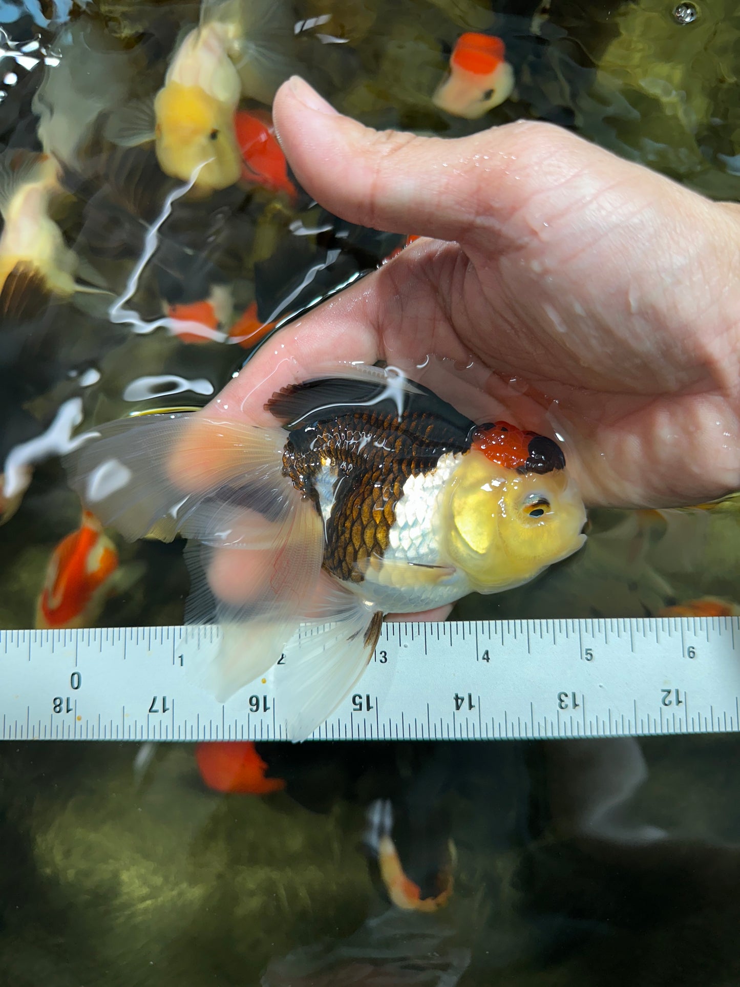 [SINGLE] Tricolor Male Oranda 4.5-5 inches #101025SO_11
