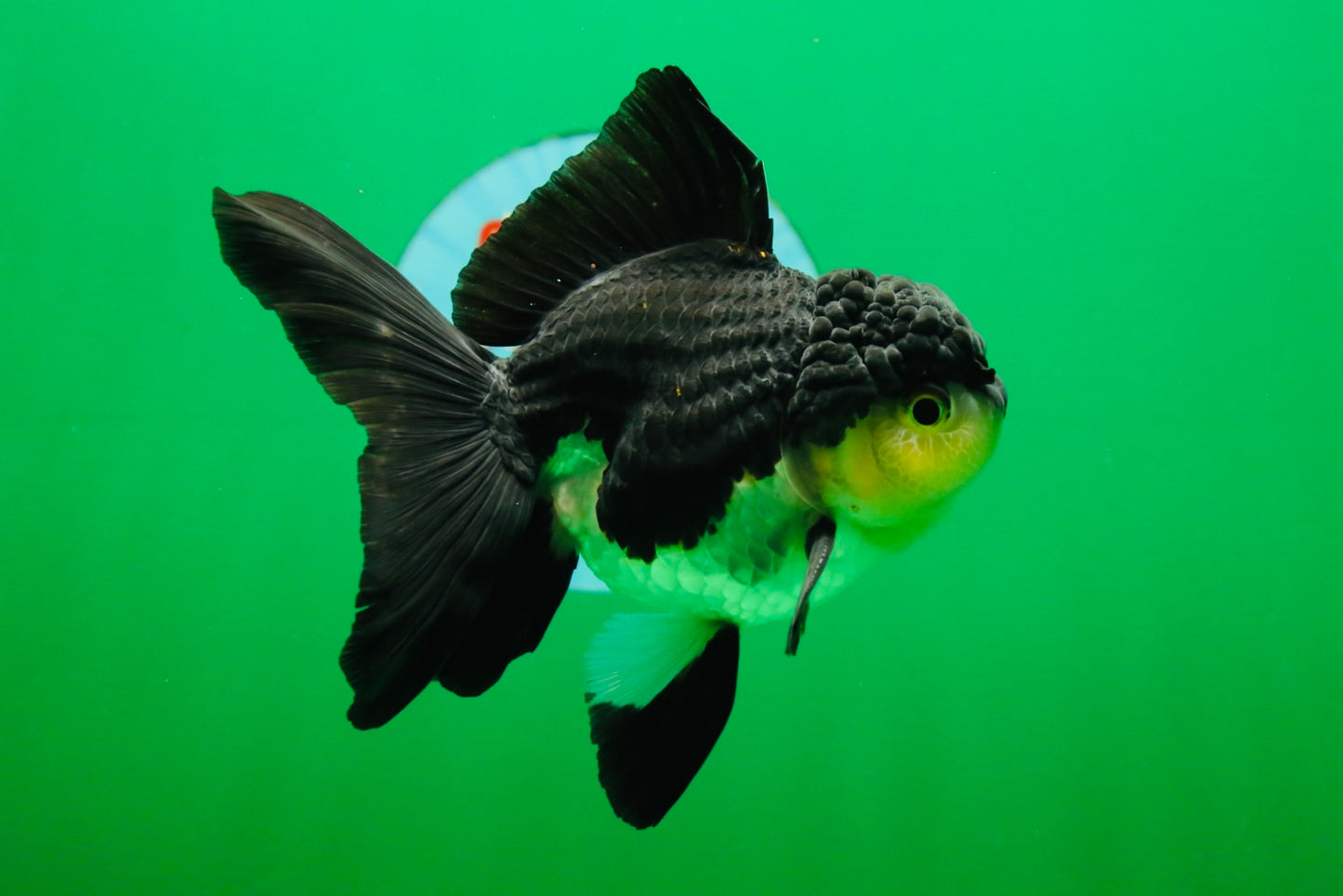 [SINGLE] Panda Oranda Male 4.5 inches #082225SO_08