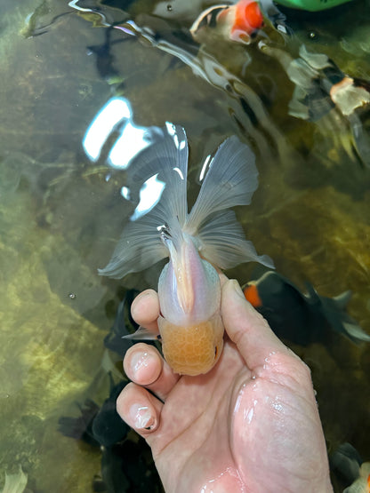 [SINGLE] White Male Oranda 5 inches #080125SO_05