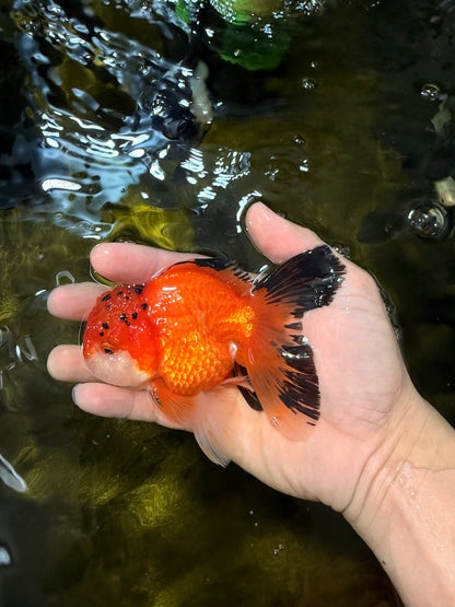 [SINGLE] Orange Oranda Male 4.5 inches #040326SO_05
