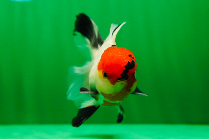 [SINGLE] Tricolor Oranda Male 4.5-5 inches #081525SO_02