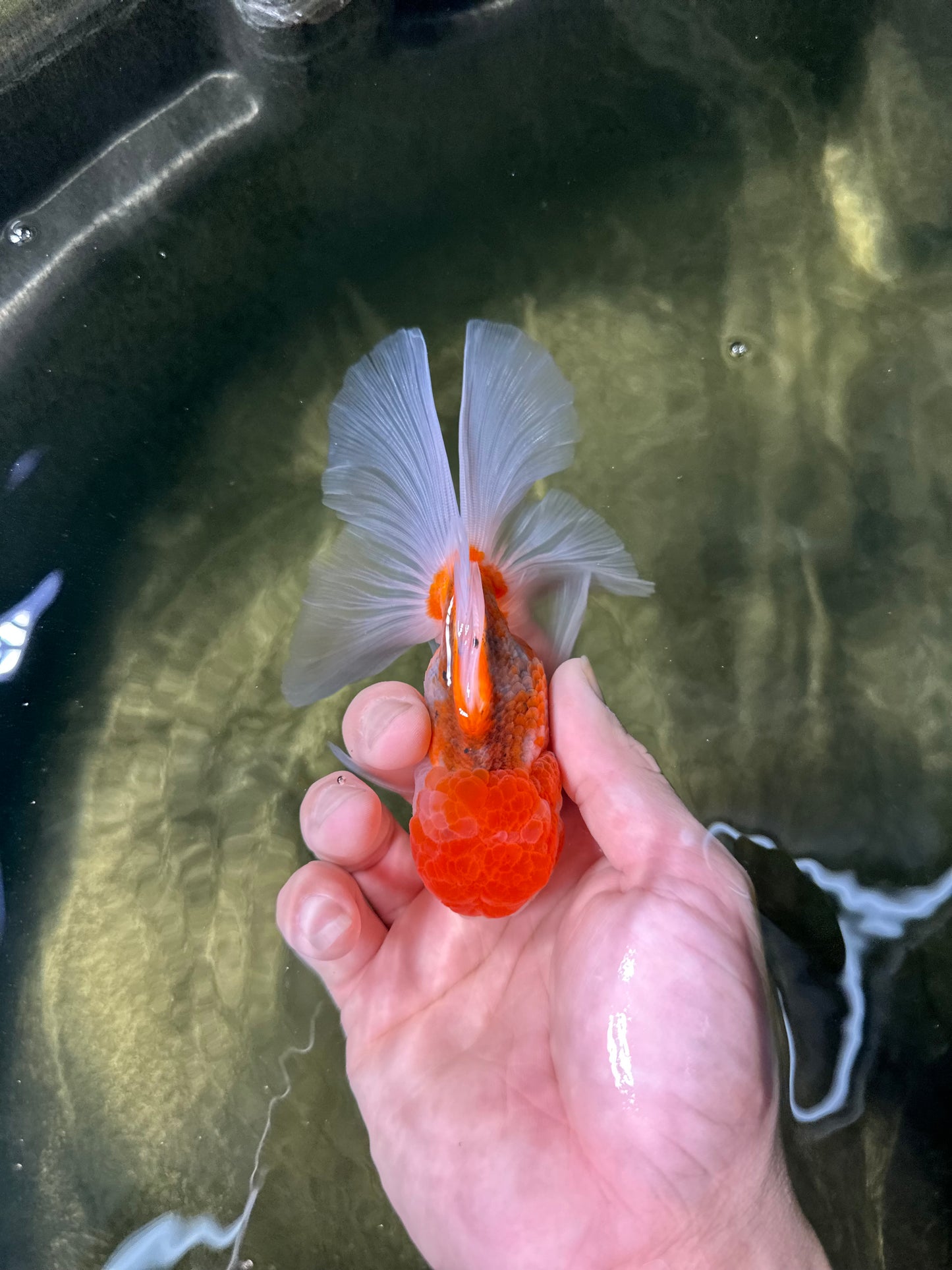 [COUPLE] Pepper Calico Female & Sakura Male Oranda 4.5-5 inches #050225CO_07