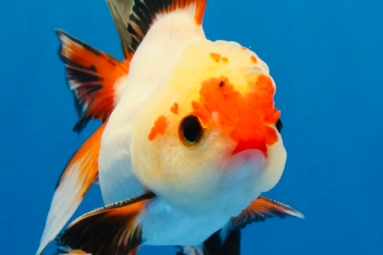 [SINGLE] Heart Face Tricolor Oranda Male 4-4.5 inches #030626SO_02
