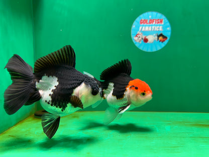 [COUPLE] Tricolor Male & Panda Female Oranda 4.5 inches #052325CO_10